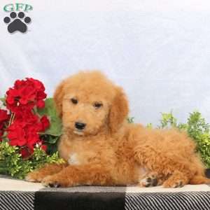 Orion, Goldendoodle Puppy