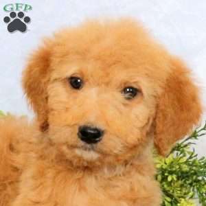 Orion, Goldendoodle Puppy