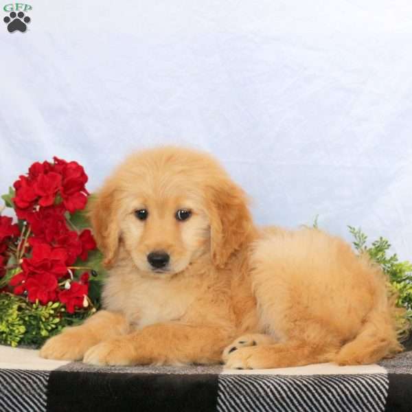 Orla, Goldendoodle Puppy