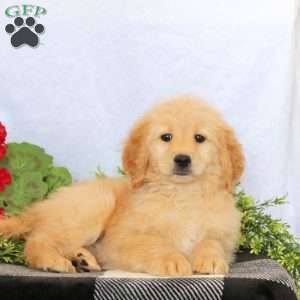 Orla, Goldendoodle Puppy