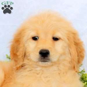 Orla, Goldendoodle Puppy