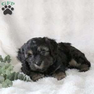 Orville, Cavachon Puppy