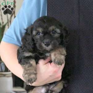 Orville, Cavachon Puppy