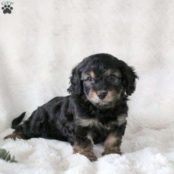 Oscar, Cavachon Puppy