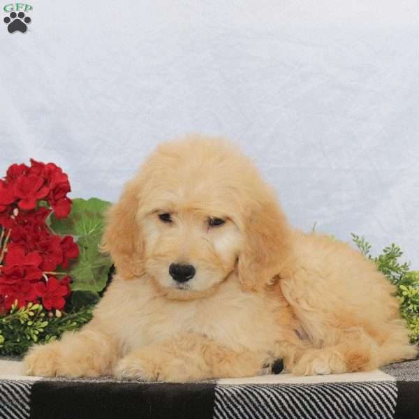 Oscar, Goldendoodle Puppy