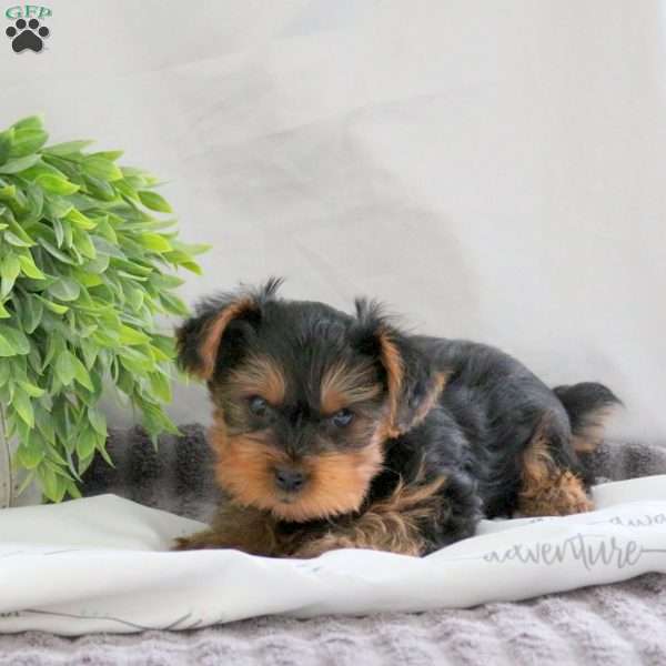 Oscar, Yorkie Puppy