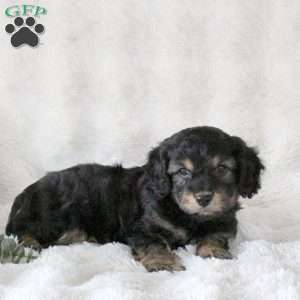 Oscar, Cavachon Puppy