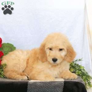 Oscar, Goldendoodle Puppy