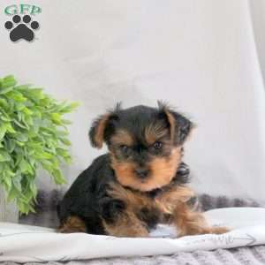 Oscar, Yorkie Puppy