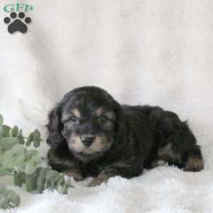Oscar, Cavachon Puppy