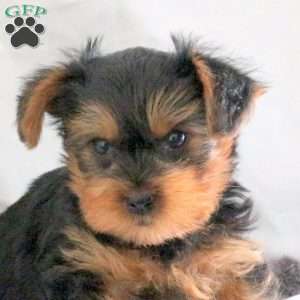 Oscar, Yorkie Puppy