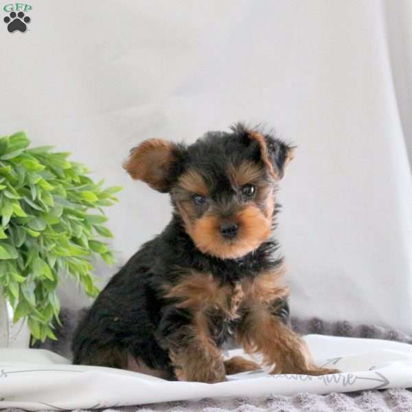 Otis, Yorkie Puppy