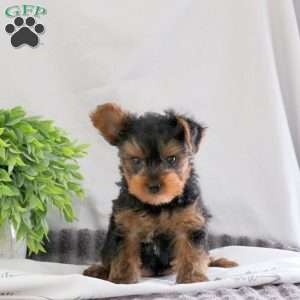Otis, Yorkie Puppy