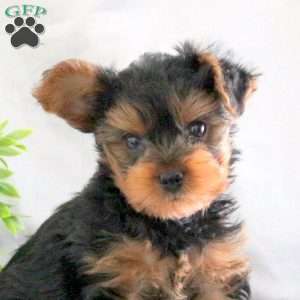 Otis, Yorkie Puppy
