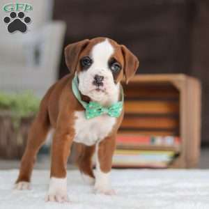 Ozzie, Boxer Puppy