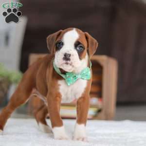 Ozzie, Boxer Puppy