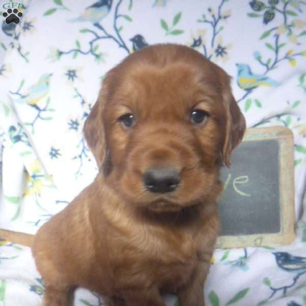 Raye, Golden Irish Puppy