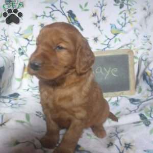 Raye, Golden Irish Puppy
