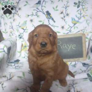 Raye, Golden Irish Puppy