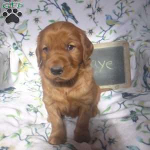 Raye, Golden Irish Puppy