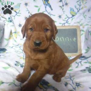 Ronni, Golden Irish Puppy