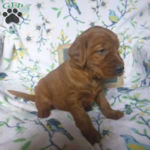 Ronni, Golden Irish Puppy