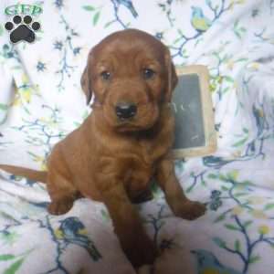 Ronni, Golden Irish Puppy