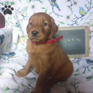 Rowan, Golden Irish Puppy