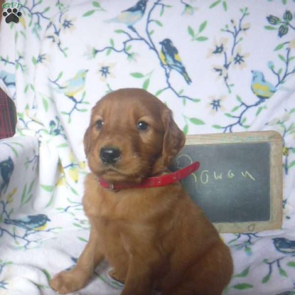 Rowan, Golden Irish Puppy