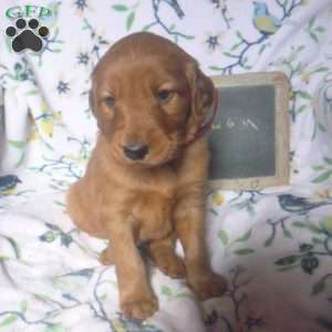 Rowan, Golden Irish Puppy