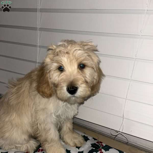 Shadow, Cockapoo Puppy