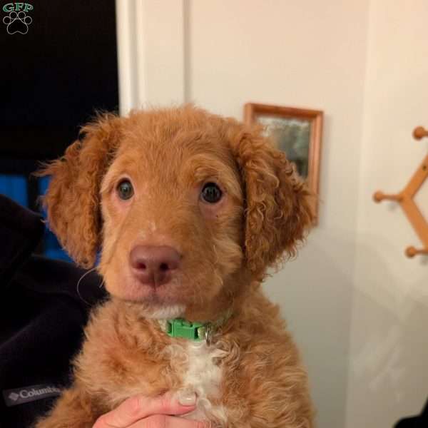 Harry, Mini Labradoodle Puppy
