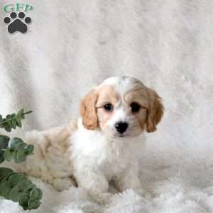 Pace, Cavachon Puppy