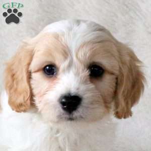 Pace, Cavachon Puppy