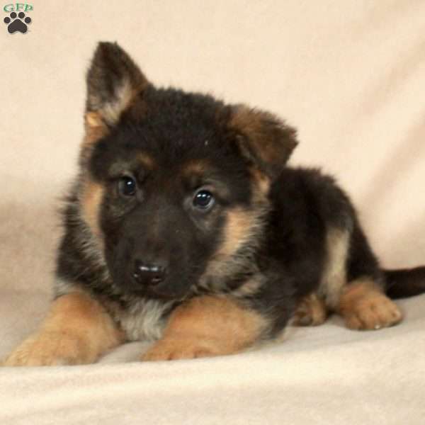 Paco, German Shepherd Puppy
