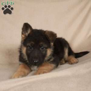 Paco, German Shepherd Puppy