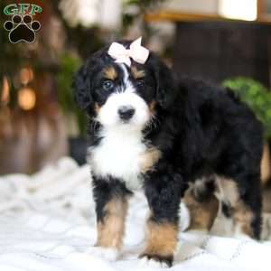 Paddie, Bernedoodle Puppy