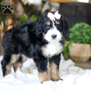 Paddie, Bernedoodle Puppy