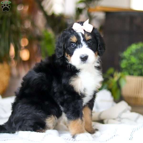 Paddie, Bernedoodle Puppy