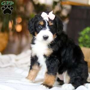 Paddie, Bernedoodle Puppy