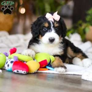 Paddie, Bernedoodle Puppy