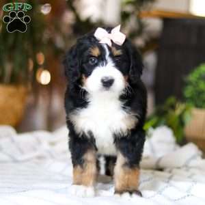 Paddie, Bernedoodle Puppy