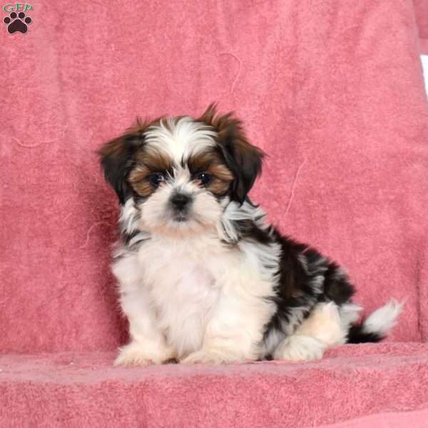 Paisley, Shih Tzu Puppy