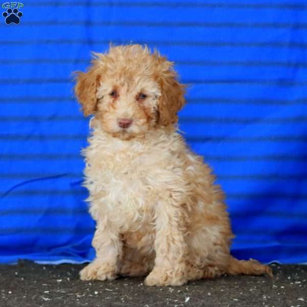 Pansy, Mini Goldendoodle Puppy