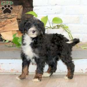 Pansy, Mini Bernedoodle Puppy