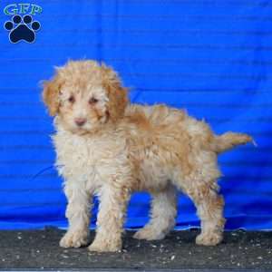Pansy, Mini Goldendoodle Puppy