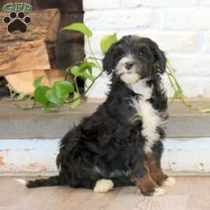 Pansy, Mini Bernedoodle Puppy