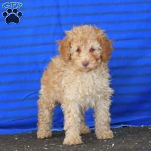 Pansy, Mini Goldendoodle Puppy