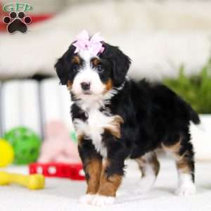 Paris, Mini Bernedoodle Puppy
