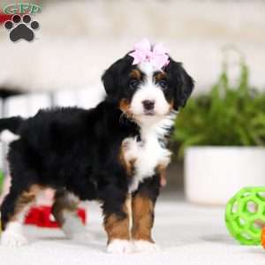 Paris, Mini Bernedoodle Puppy